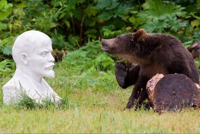 Истинная правда про медведей