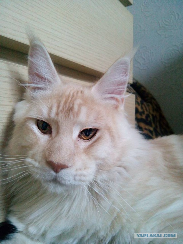 Котовторник 30.05.2017
