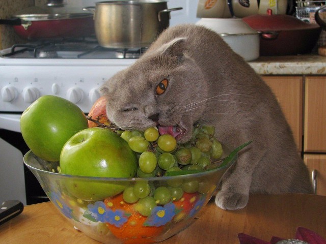 Коты и Кошки