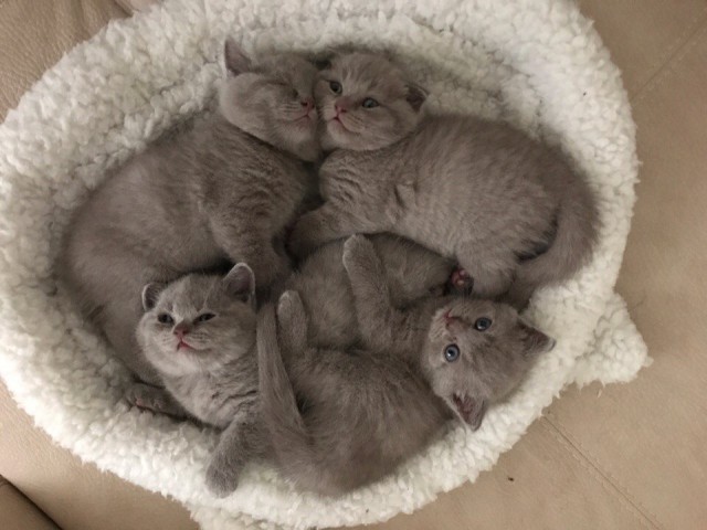 Коты и Кошки