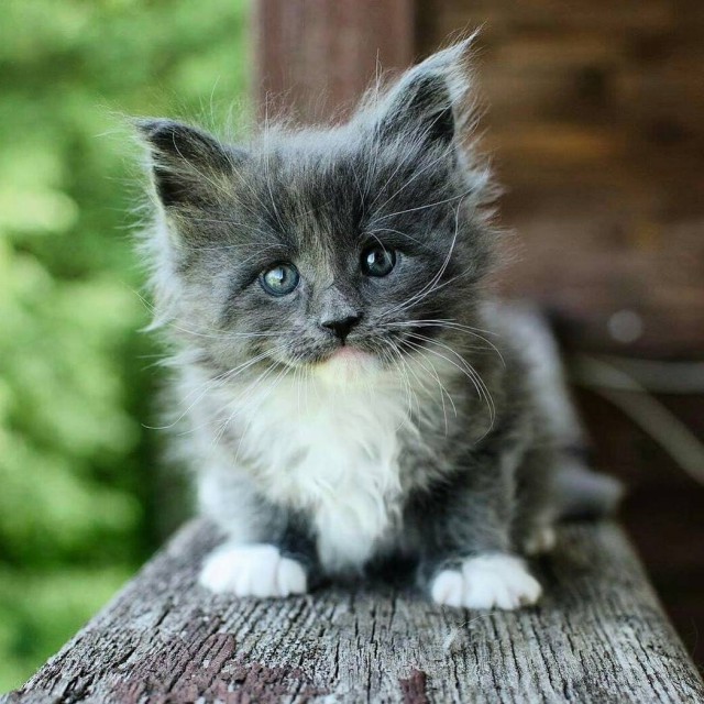 Коты и Кошки