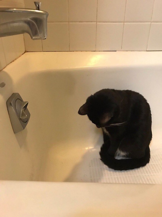 Коты и Кошки