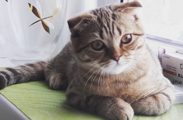 Котовторник 9.01.2018