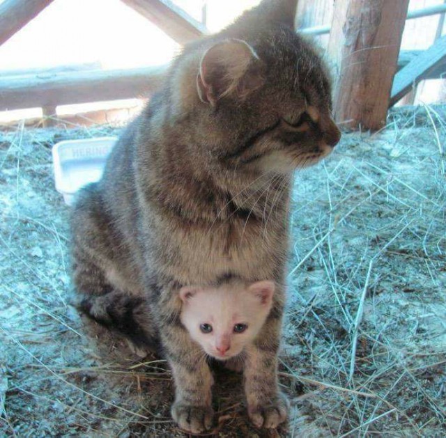 А не открыть бы нам котовторник 03.04.2018