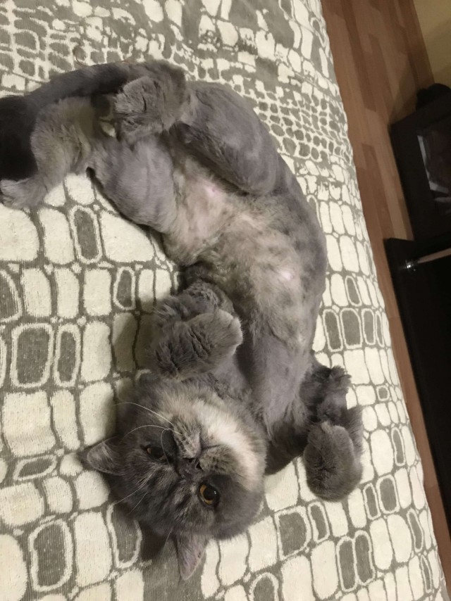 Котовторник ждали? А вот и он!