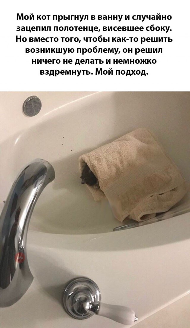 Неадекватные коты