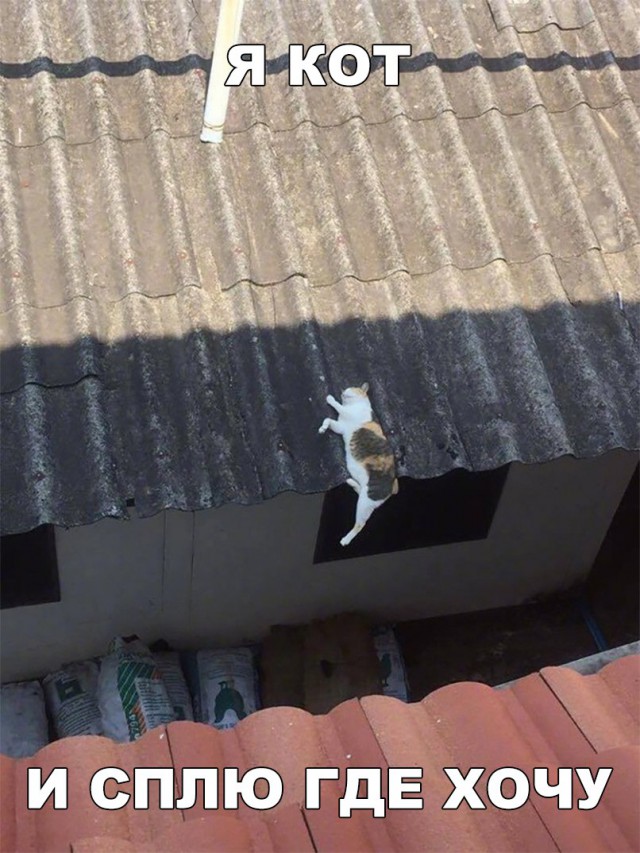 Неадекватные коты