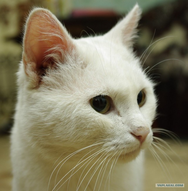 Котовторник (20.01)