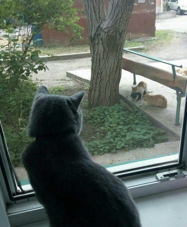 Немного милоты