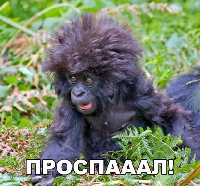 Милые животные. Мимиметр сломался