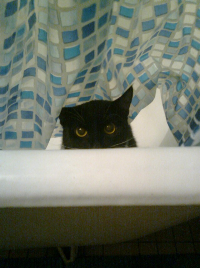 Котейкин вторник! Космический 12.04!