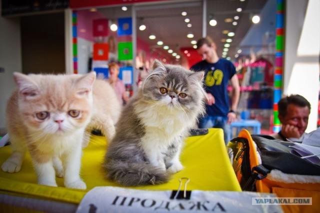 Котовторник на середину июня