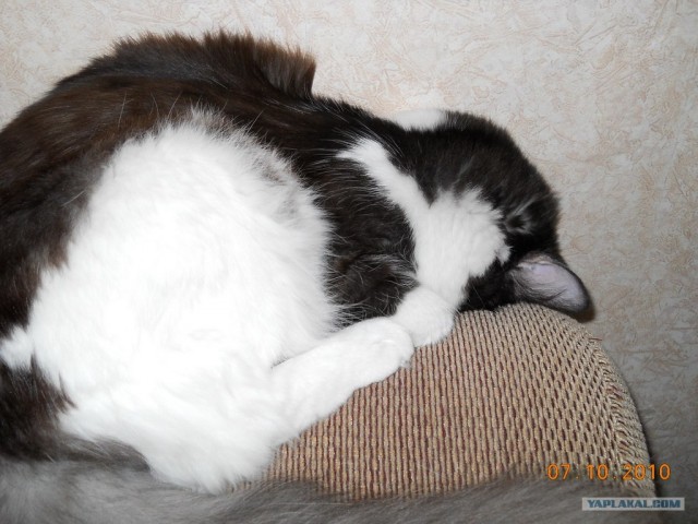 Сонный Котовторник