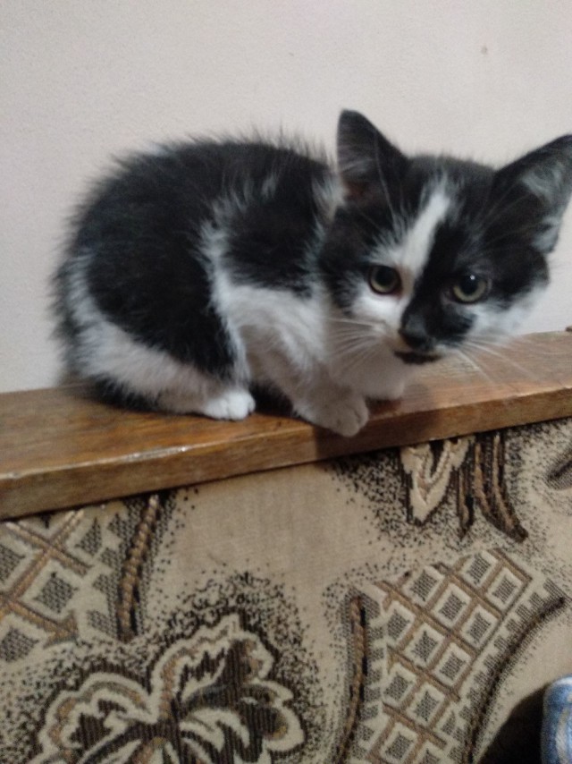 Немного милоты