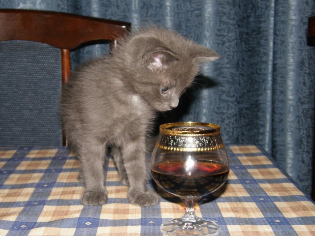 Котовторник 1.11.11