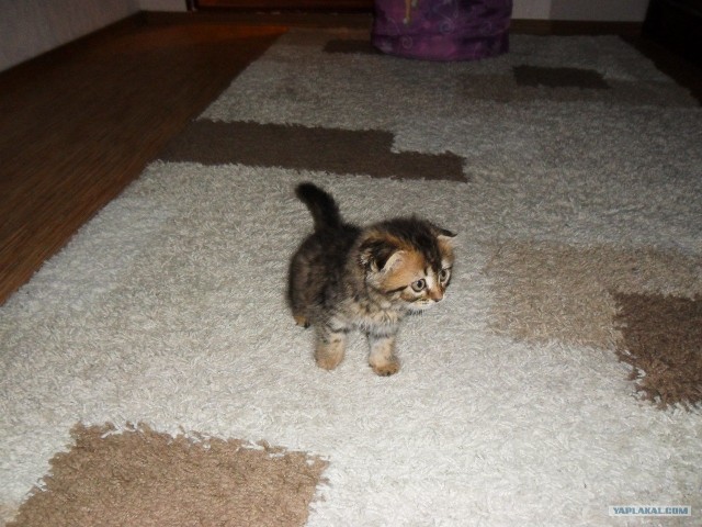Котовторник 20.12.2011
