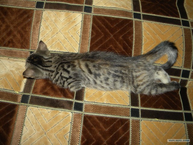 Котовторник (28.02.2012)