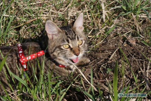 КОТОВТОРНИК (6.03.2012)