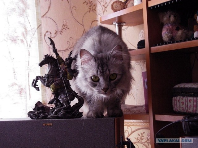 Котовторник 10.04.2012