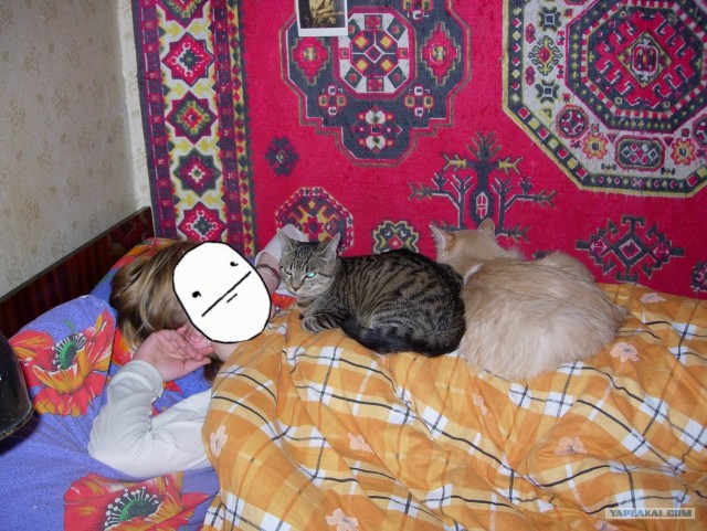 Котовторник 24.04.2012