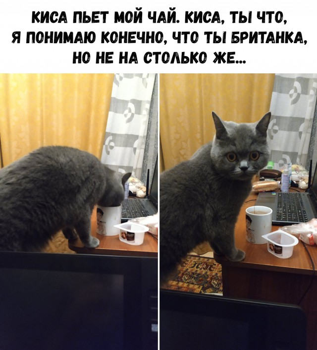 Прикольные картинки абавсём