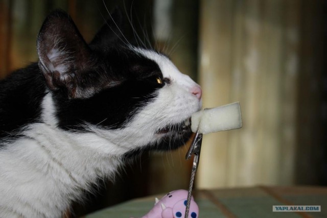 Котовторник (15.05.2012)