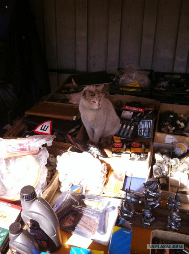 Котовторник  4.09.12