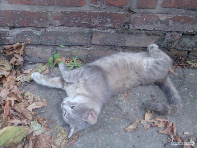 Котонянька и котовторник