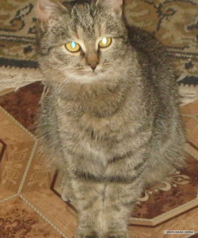 Новогодний Котовторник 01.01.2013