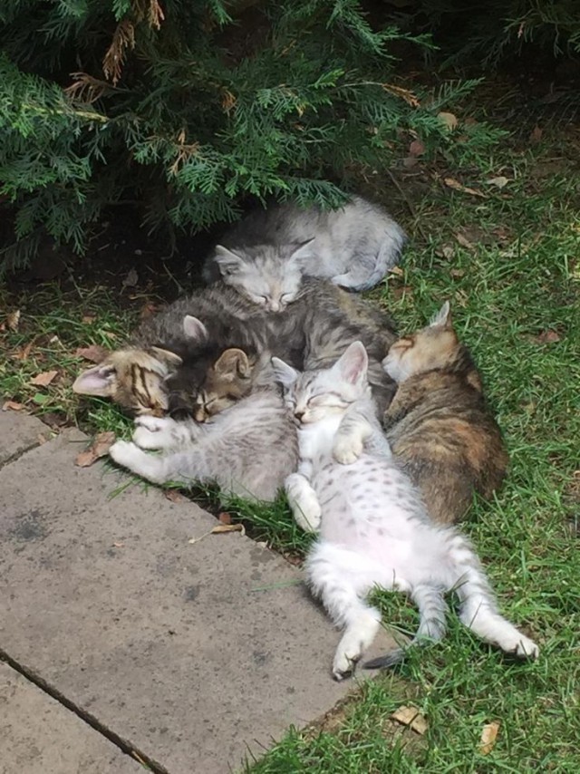 Котовторник однако
