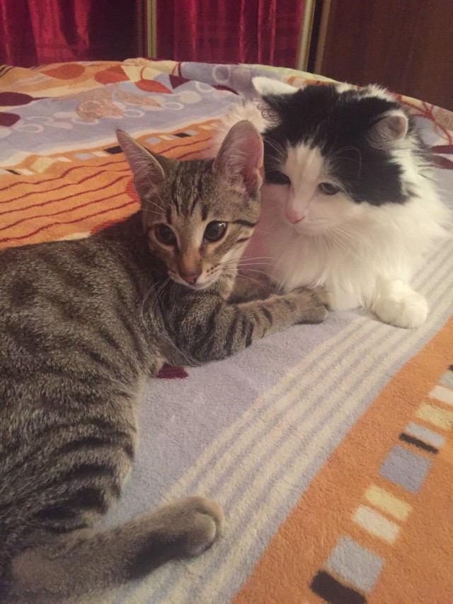 Забавные фото котеек