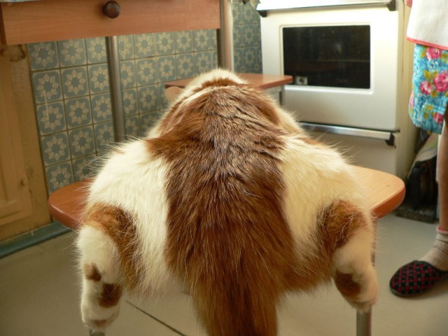 Забавные картинки с котами из сети