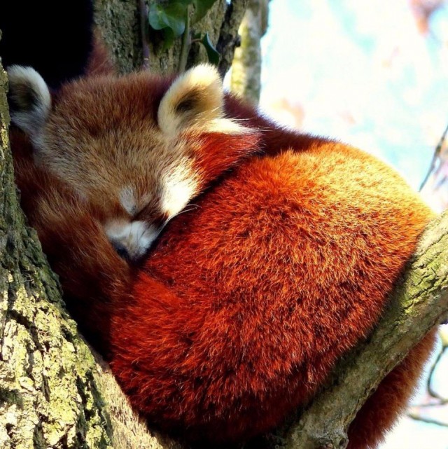 Забавные животные