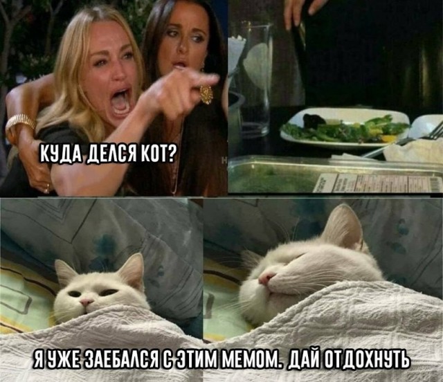 Прошёл целый год! А они всё орут на бедного котика