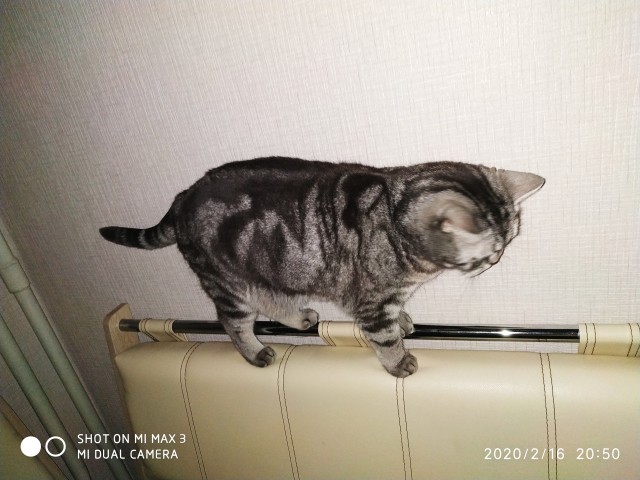 По просьбам в теме ниже. Реальный котовторник!