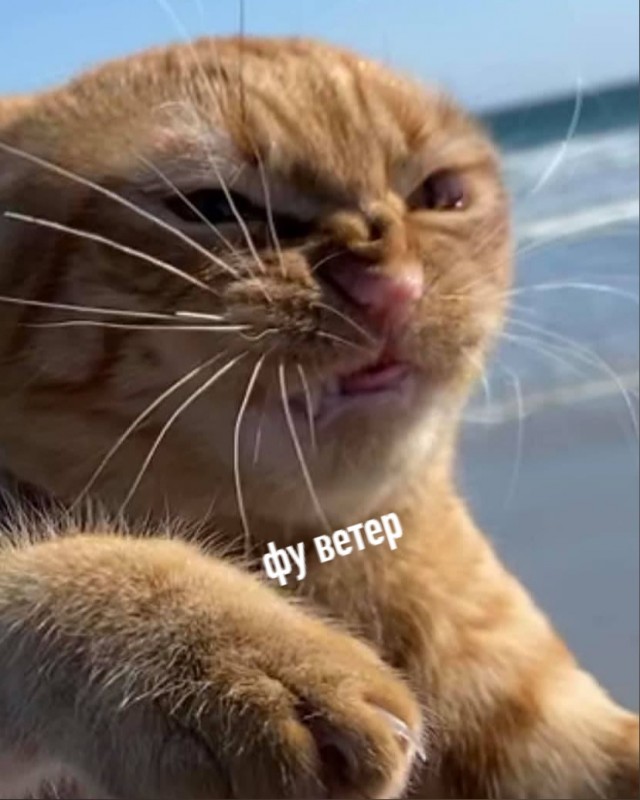 Котики