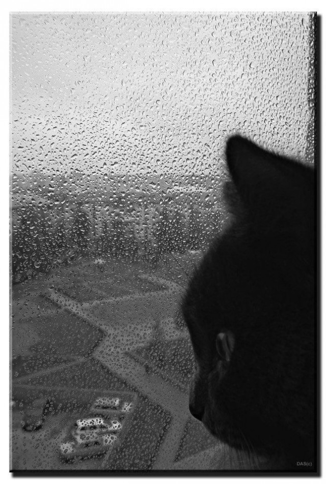 Фотографии, которые доказывают, что кошки самые большие сволочи