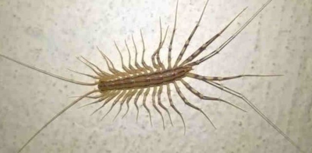 Я устал от Blattella germanica