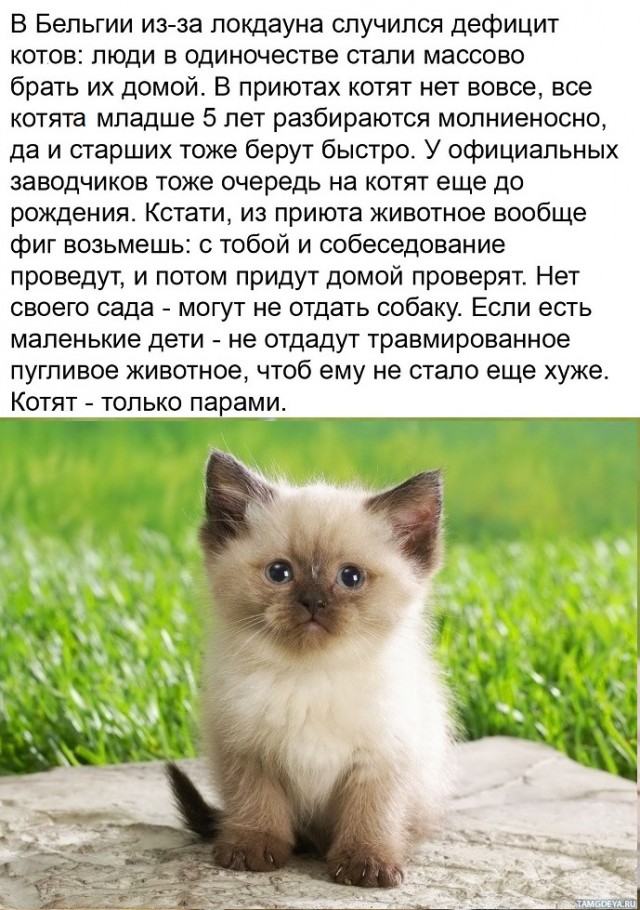 Картинки с надписями и котами