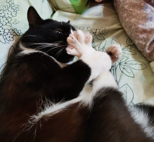 Котовторнику быть!