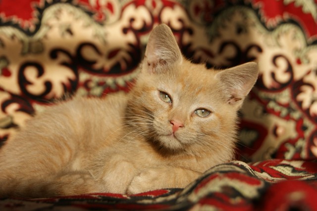 Подборка всякой живности