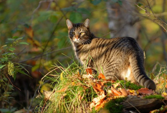 Разные котики