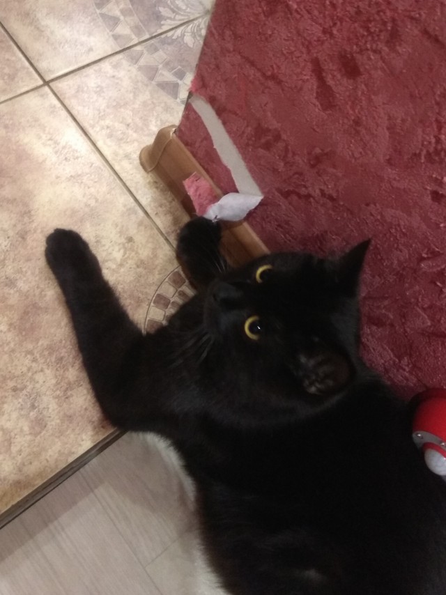 Котовторниковское