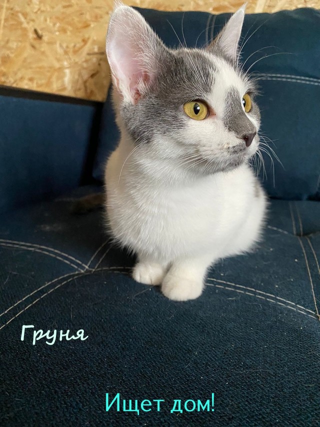 Жизнь домашнего приюта "Котоленд" 325