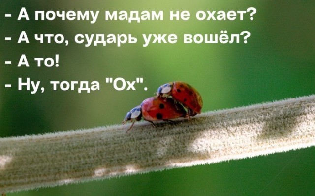 Забавные и веселые картинки