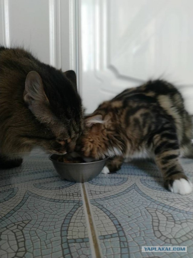 Котовторник ведь начался!