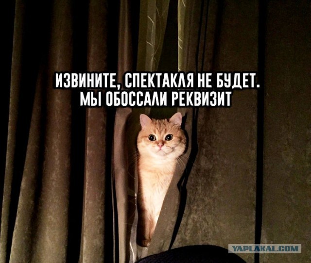 Забавные и смешные картинки на котовторник