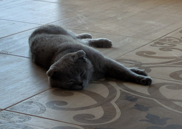 Начну котовторник чуть раньше!