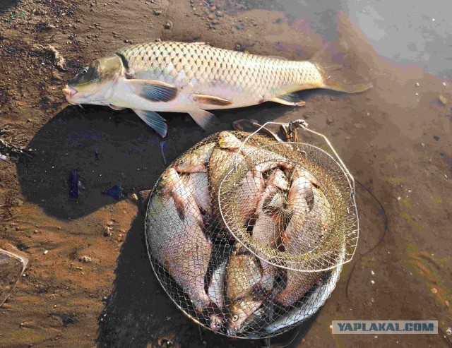 Рыбалка на карася