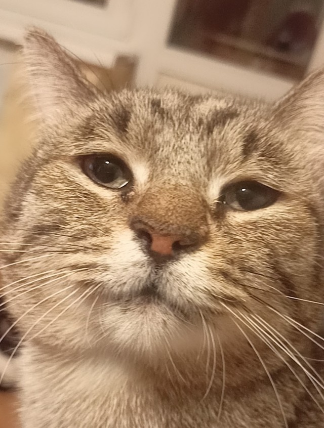 Нашли кота